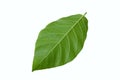 Back side of carpathian walnut leaf isolated on white background Royalty Free Stock Photo