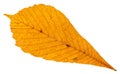 back side of dried autumn leaf of horse chestnut