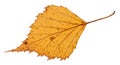 back side of dried leaf of birch tree isolated Royalty Free Stock Photo