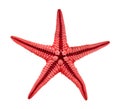 back side of dried starfish (sea star) isolated Royalty Free Stock Photo