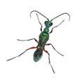Back side of a Emerald cockroach wasp, Ampulex compressa, isolated on white Royalty Free Stock Photo