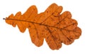 back side of fallen dried leaf of oak tree