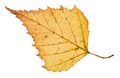 back side of fallen leaf of birch tree isolated Royalty Free Stock Photo