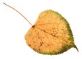 back side of fallen rotten leaf of linden tree Royalty Free Stock Photo