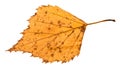 back side of fallen rotten yellow leaf of birch Royalty Free Stock Photo