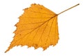 back side of fallen yellow leaf of birch tree Royalty Free Stock Photo