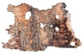 The back side of a fragment of birch tree rotten bark like as vintage banner with worms isolated