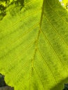 Back side of fresh green leaf of alder tree iluminated by sun light Royalty Free Stock Photo