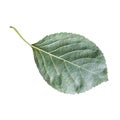 back side of fresh green leaf of cherry tree Royalty Free Stock Photo