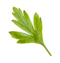 back side of fresh green leaf of parsley isolated Royalty Free Stock Photo