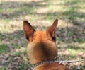 Back side of German shepherd head. Royalty Free Stock Photo