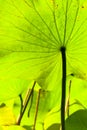 Back side of green big leaf of lotus close up Royalty Free Stock Photo