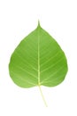Back side of green bodhi leaf on white background.