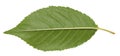 Back side of green cherry leaf on white isolated background Royalty Free Stock Photo