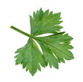 back side of green leaf of celeriac (celery