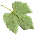 Back side of green leaf of grape vine plant Royalty Free Stock Photo