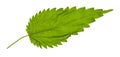 Back side of green leaf of Stinging nettle plant