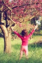 Back side of happy kid near the cherry blossom tree , explore and adventure concept. Royalty Free Stock Photo