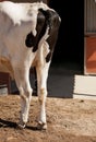 Back side of a Holstein dairy cow standing in front of barn or stable