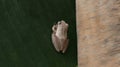 Back side of an Indian tree frog sitting top of a banana leaf Royalty Free Stock Photo