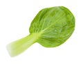 Back side of leaf of bok choy Chinese cabbage