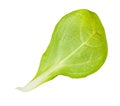 Back side of leaf of corn salad mache isolated Royalty Free Stock Photo