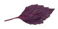 back side of leaf of fresh dark purple basil herb