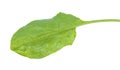 back side of leaf of fresh green sorrel herb