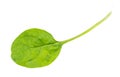 back side of leaf of fresh green spinach herb