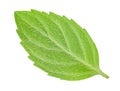 Back side of leaf mint isolated