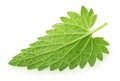 Back side of lemon balm melissa leaf isolated on white Royalty Free Stock Photo