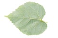 Back side of linden green leaf isolated on white