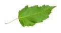 back side of natural green leaf of amur maple tree Royalty Free Stock Photo