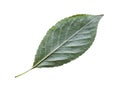 back side of natural green leaf of cherry tree Royalty Free Stock Photo