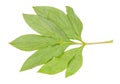 Back side of natural twig with leaves of peony
