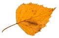 back side of old fallen leaf of birch tree Royalty Free Stock Photo