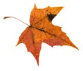 back side of orange autumn leaf of maple tree Royalty Free Stock Photo