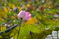 Back side of Pink flower of Indian lotus, also called sacred lotus, bean of India