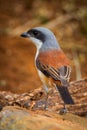 Back side portrait close up of Burmese Shrike