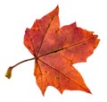 back side of red autumn leaf of maple tree Royalty Free Stock Photo