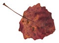 back side of red fallen leaf of aspen tree Royalty Free Stock Photo