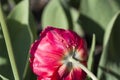 Bud of a red tulip in dew close-up Royalty Free Stock Photo