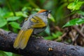 Back side of Silver-eared Laughingthrush