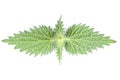 Back Side of Stinging Nettle (Urtica Dioica) Leaves Isolated on White Background Royalty Free Stock Photo