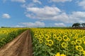 Back side of sunflower flower blooming in sunflowers field with white cloudy and blue sky Royalty Free Stock Photo