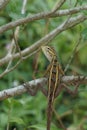 Back side view of a common lizard with beautiful color patterns. Royalty Free Stock Photo