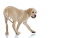 Back side view of a cute labrador retriever puppy walking