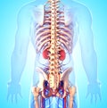 Back side view of male skeleton with kidneys Royalty Free Stock Photo