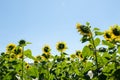 The back side view of the sunflowers row under the clear blue sky in summertime Royalty Free Stock Photo