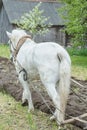 Back side view of white draft horse ploughing soil in spring farmland